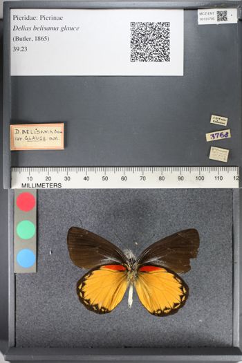Media type: image;   Entomology 131795